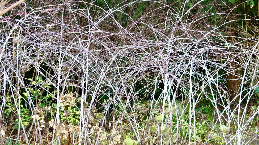 December in the Garden