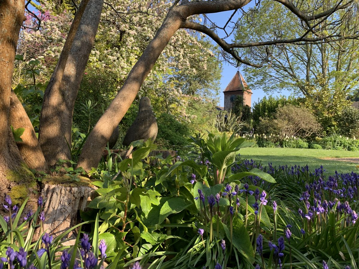 Unusual plants for sale Open 104 Thursday Sunday DENMANS GARDEN