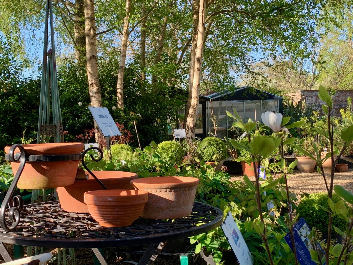 Unusual plants for sale Open 104 Thursday Sunday DENMANS GARDEN