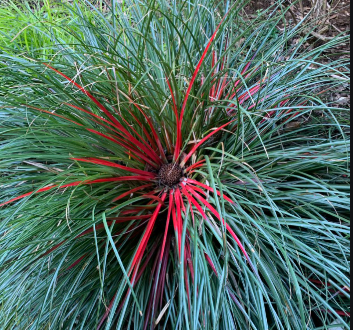 We nurtured unusual plants like Fascicularia-bicolour which were for sale in our plant centre.