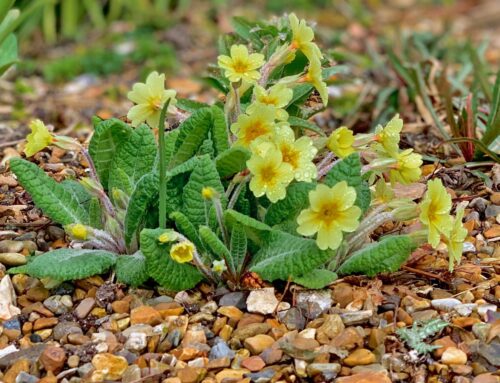 Early spring beauty in gravel