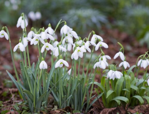 30 Years of the Sussex Snowdrop Trust