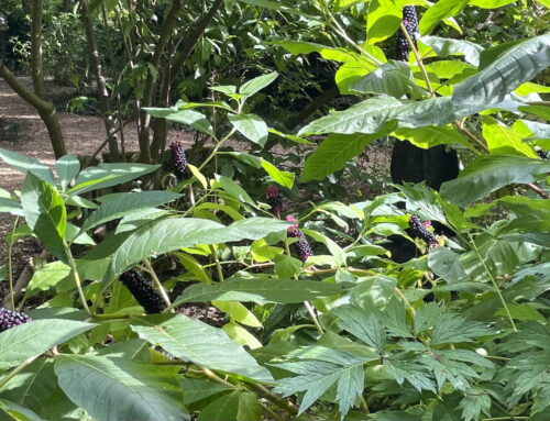 Denmans Plant of the Month:  Pokeweed