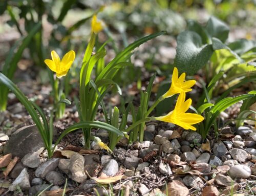 Plant of the month – October:  Sternbergia lutea
