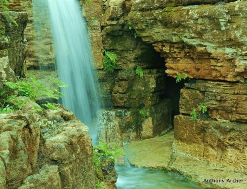 Anthony Archer Wills – “the poet laureate of naturalistic water gardens” Eric Herman, Watershapes