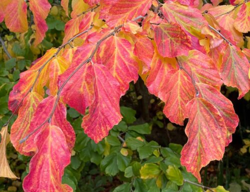 Plant of the month:  Parrotia persica