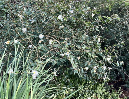 Plant of the Month:  Camellia ‘Cornish Snow’