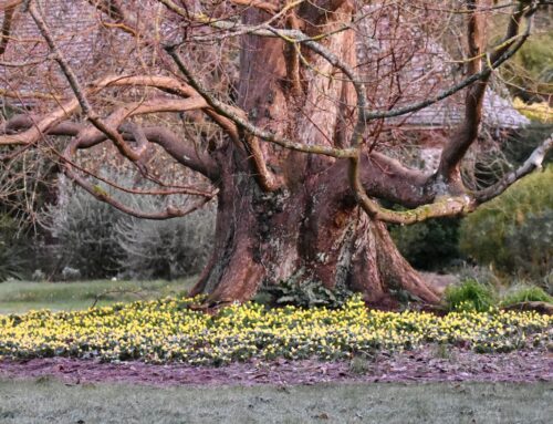 Plant of the Month:  Winter aconite