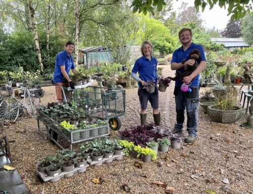 Head Gardener’s Notes – Jonathan Arnold reflects on his first year at Denmans Garden