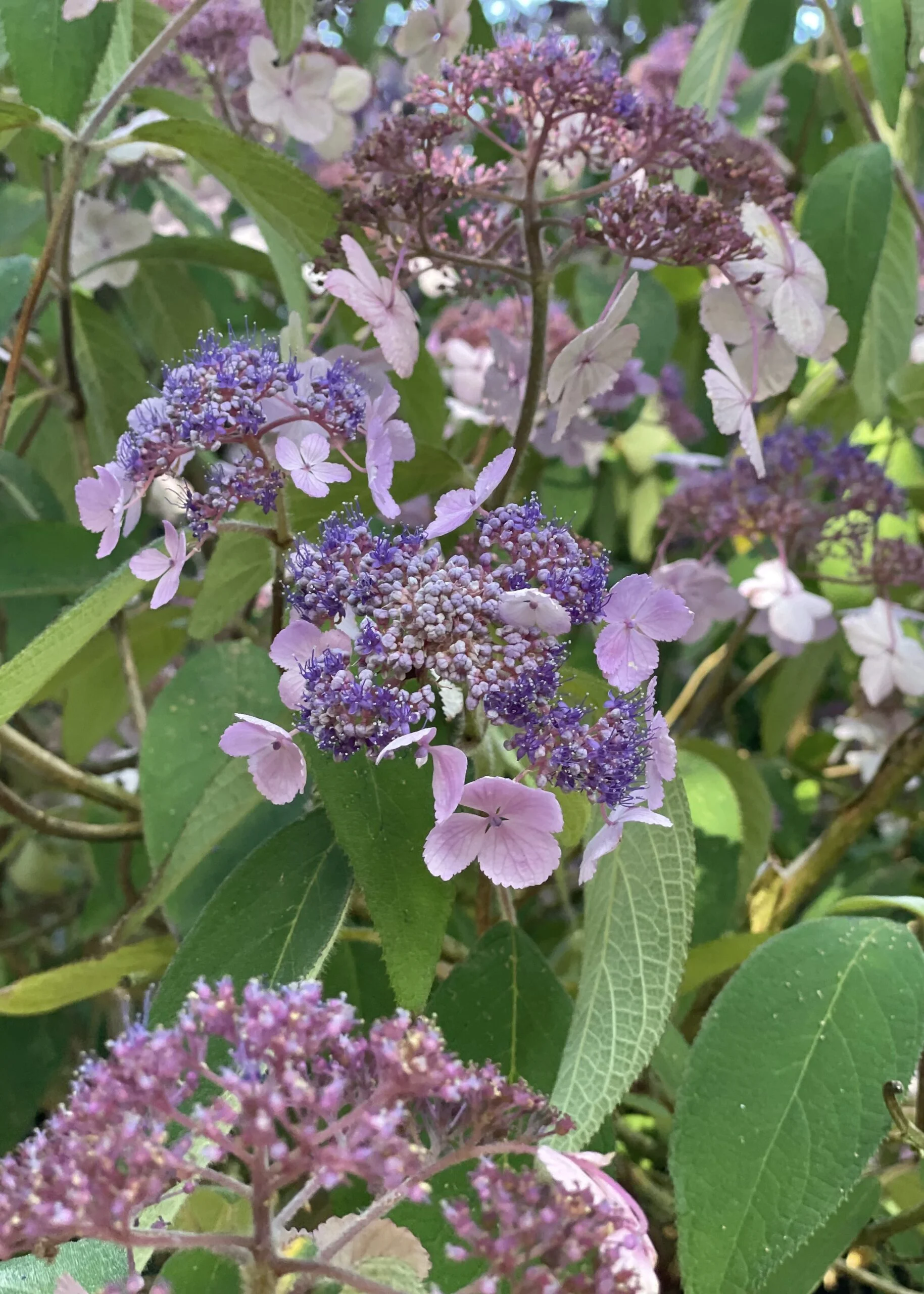 Plant of the Month: Rough Leaved Hydrangea - DENMANS GARDEN