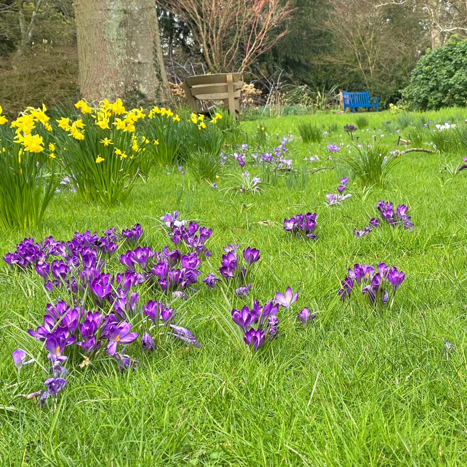 31st-march-2025-denmans-garden