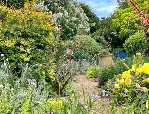 Denmans Garden Plant-of-the-Month:  Glossy Abelia