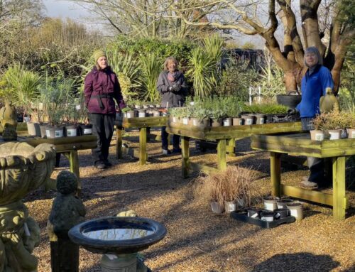 Denmans Garden February Plant Sale — while supplies last!