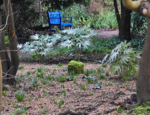 Plant-of-the-Month: Fatsia japonica ‘Spider’s Web’