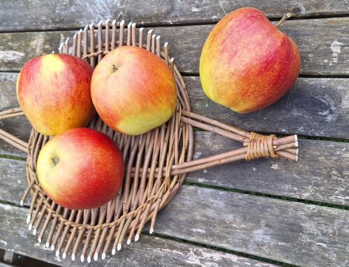Zsofi from Nature Makers, Willow Weaving Workshops – ‘Meet the Maker’