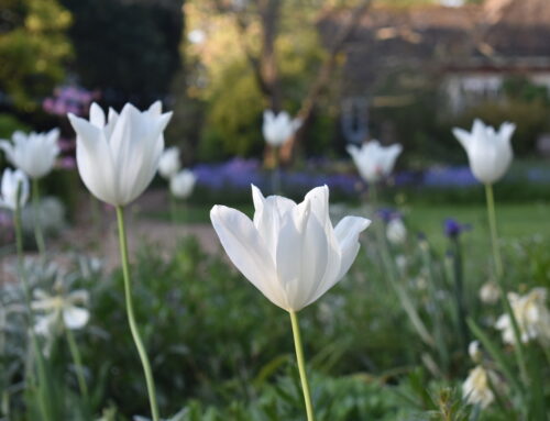 The April 2025 News from Denmans Garden