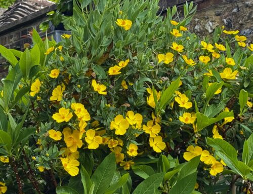 Plant of the month:  bush poppy (Dendromecon rigida)