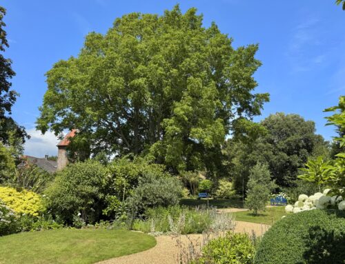 Plant-of-the-Month:  Caucasian Wingnut (Pterocarya fraxinifolia)