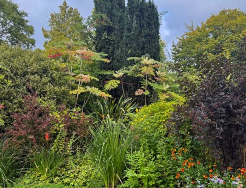 Plant of the Month:  Japanese Angelica Tree (Aralia elata)