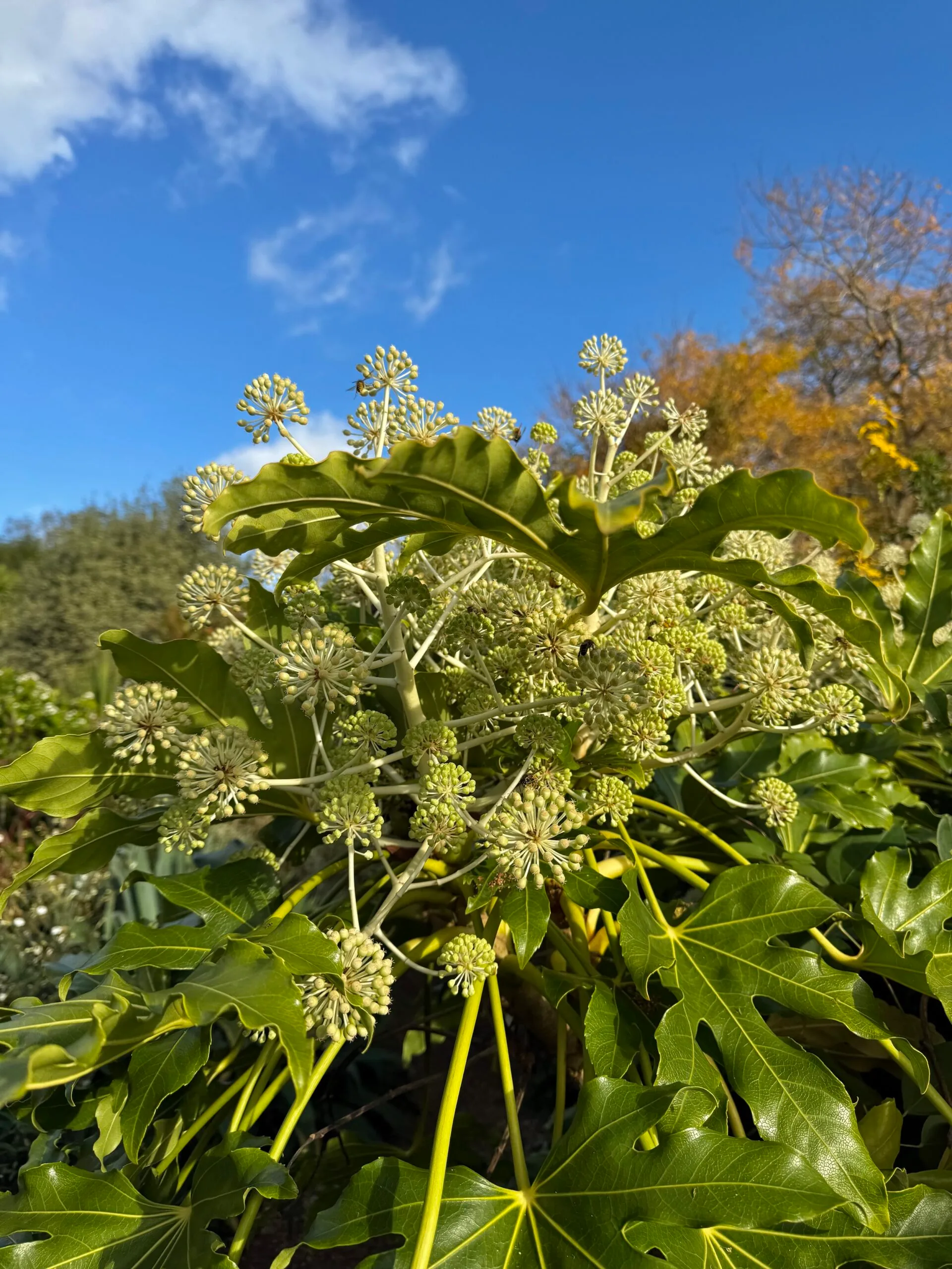 Plant-of-the-Month: Japanese Aralia - DENMANS GARDEN