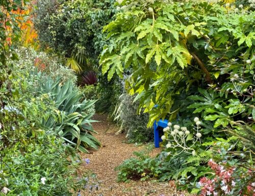 Plant-of-the-Month:  Japanese Aralia
