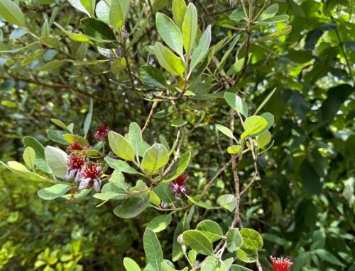 Plant-of-the-Month:  Pineapple Guava (Feijoa sellowiana)