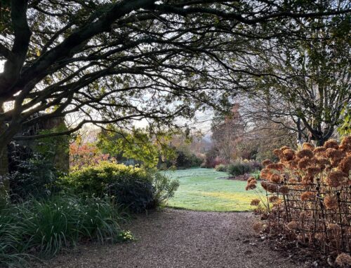 The December 2025 News from Denmans Garden