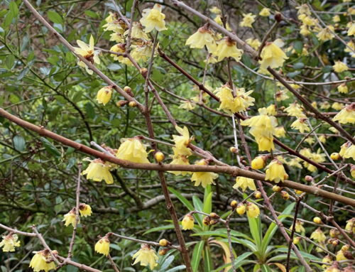 Plant-of-the-Month:  Wintersweet (Chimonanthus praecox ‘Luteus’)