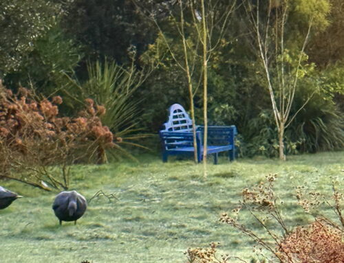 The January  2026 News from Denmans Garden