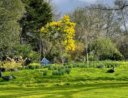 Denmans Plant-of-the-Month – Mimosa (Acacia dealbata)