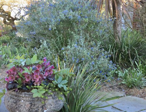 March Plant-of-the-Month:  Tree Germander (Teucrium fruticans)