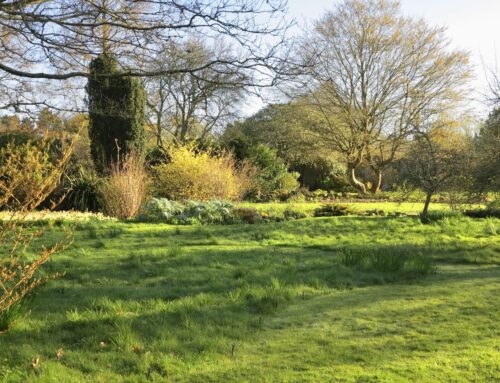 The March 2026 News from Denmans Garden