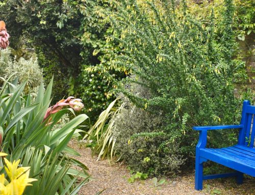 Plant-of-the-Month:  Chilean Yellow Fuschia