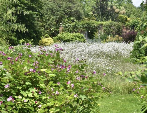 The news from Denmans Garden for May and June 2026