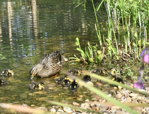 A Gardener’s View:  Birdlife at Denmans Garden by Karen Quinn