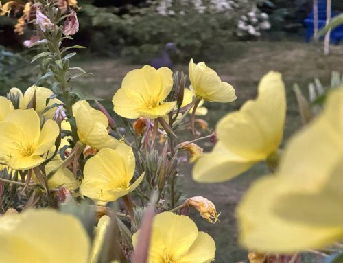 Plant-of-the-month:  Evening Primrose (Oenothera biennis and Oenothera stricta)