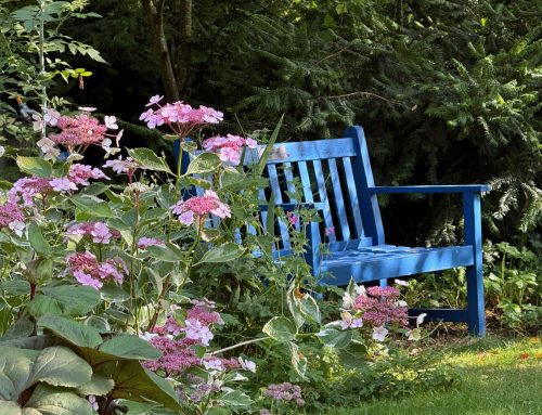 The News from Denmans Garden for July 2026