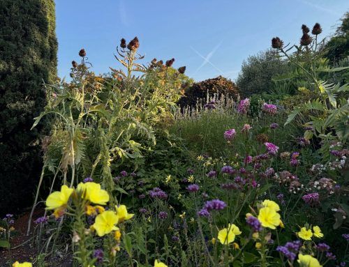 The News From Denmans Garden for August 2026