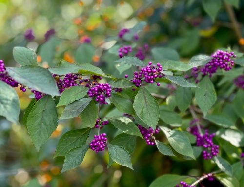 Autumn and the Colour Purple